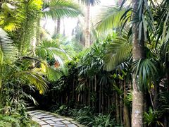-深圳仙湖植物园