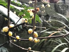 -峨眉山报国寺