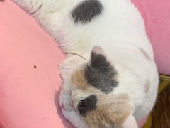 -这儿没有猫·猫咖萌宠馆·撸猫