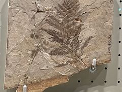 -辽宁古生物博物馆