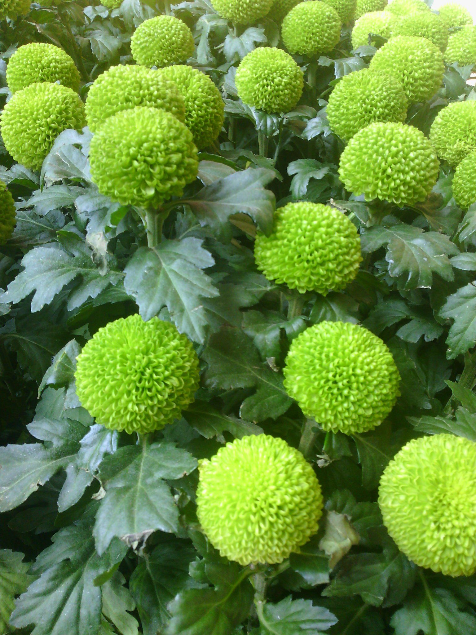 球一样的菊花,看起来很好撸啊