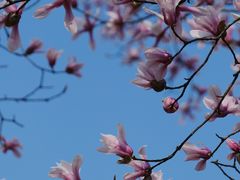 -杭州植物园