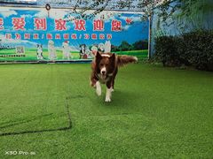 -宠物寄养训练学校