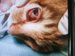 -萌兽医馆·犬猫专科·眼科中心·宠物医院(朝阳门分院)