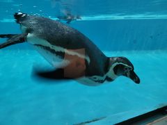 -珠海长隆海洋王国