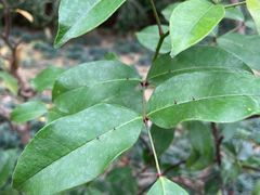 -广州神农草堂中医药博物馆