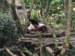 -都江堰中华大熊猫苑