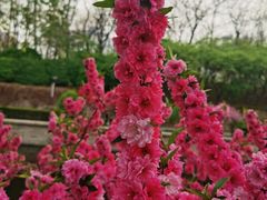 -海棠花溪(元大都城垣遗址公园)