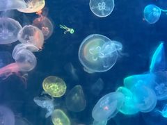 -烟台海昌鲸鲨海洋公园