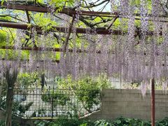 -嘉定紫藤园