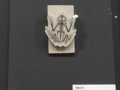 -北京周口店北京人遗址博物馆