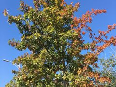 -北京西山国家森林公园