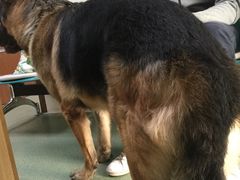 -康乐宝动物医院