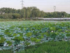 -咸阳湖景区