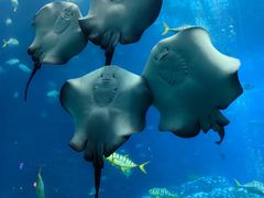 -珠海长隆海洋王国
