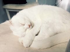 -喵的天空名猫咖啡馆·撸猫·猫舍·用品