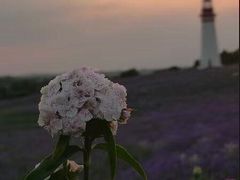 -紫颐香薰山谷景区