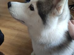 -Husky Go! 哈士奇体验馆·宠物咖啡厅狗咖
