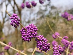 -西湖风景区-江洋畈生态公园