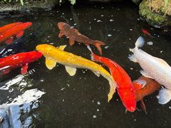 -香云轩·顺德菜(香云纱园林酒店店)