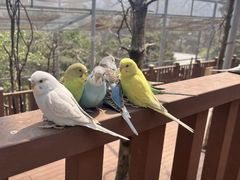 -燕塞湖鸟语林景区