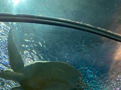 -上海海洋水族馆