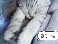 -圣宠宠物(平吉花卉市场店)