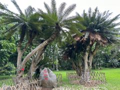 -中国科学院西双版纳热带植物园