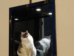 -Catmate·猫肥家润(金润铂宫店)