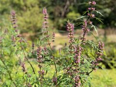 -广西壮族自治区药用植物园