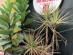 -雾都渣渣火锅(南城智汇城店)