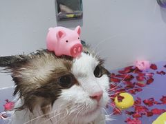-Pets First伊珊娜洗护·精致美容·家庭式寄养(新会路店)
