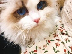 -藏猫猫咖啡主题馆(中央大道店)