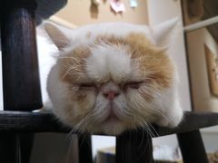 -Heymao猫咖.咖啡厅(东门店)