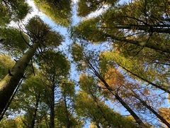 -山王坪喀斯特国家生态公园