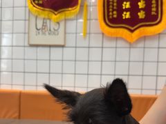 -半岛宠物医院24小时(科华中路店)