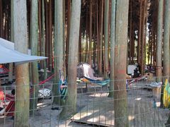 -武陵山森林公园