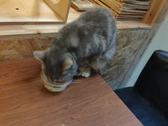 -猫色咖啡·猫咖