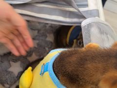 -全心全意连锁动物医院·微创中心·内科急重症·心脏专科(丰管路店)