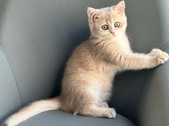 -小猫来了猫舍(福田店)