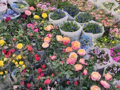 -双季花艺园艺市场(浦东店)