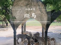 -深圳野生动物园