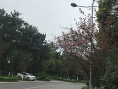 -铁山坪森林公园