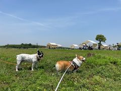 -梁子湖东篱老屋生态庄园