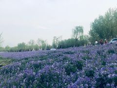 -洨河生态公园