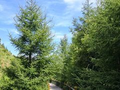 -苏木山森林公园