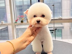 -爱宠屋pet shop·宠物洗澡·宠物美容