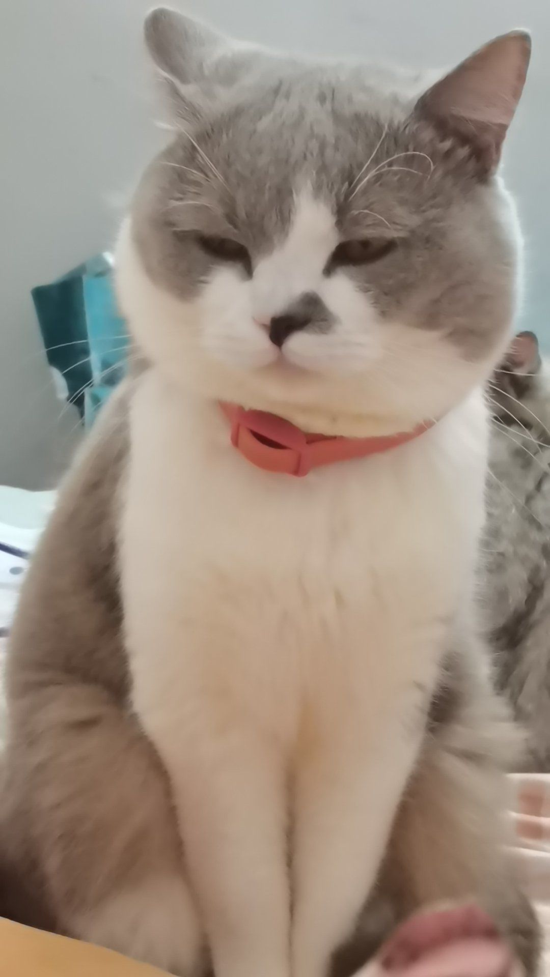 一脸鄙视的小猫咪🐈