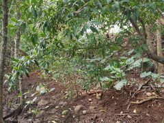 -东寨港红树林旅游区