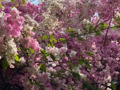 -深圳国际园林花卉博览园